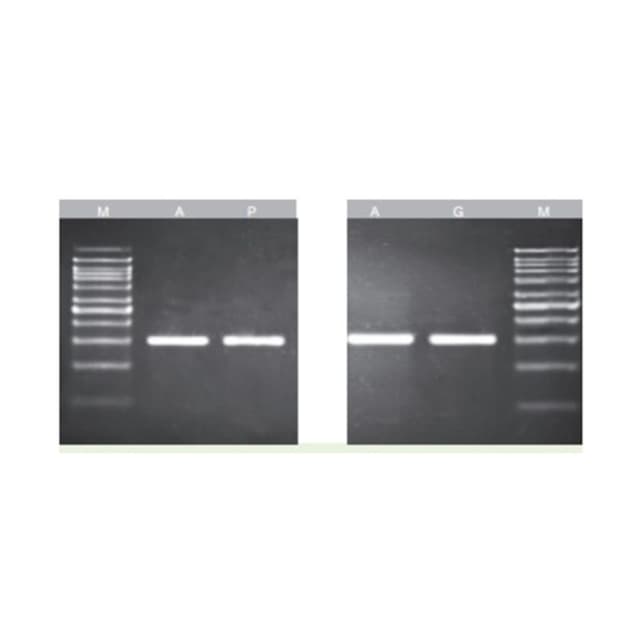 KIT PURIF.DNA EN GEL Y PCR 100Pbas