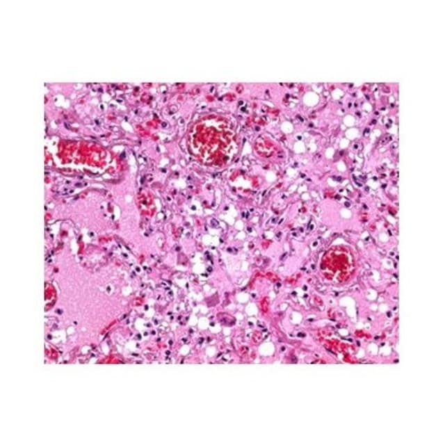 Parafina para histologia 2.5kg en pastillas