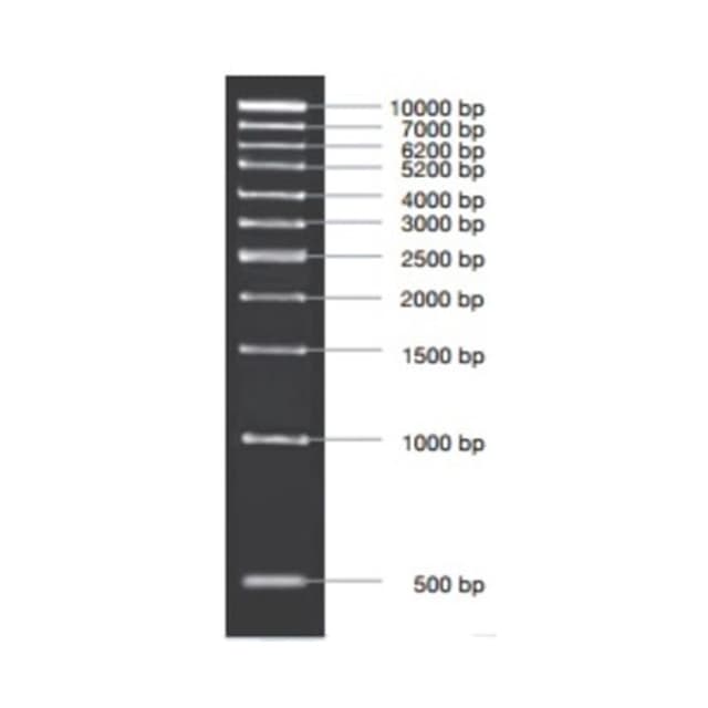 MARCADOR MOLECULAR PCR 1KB 5X50ug