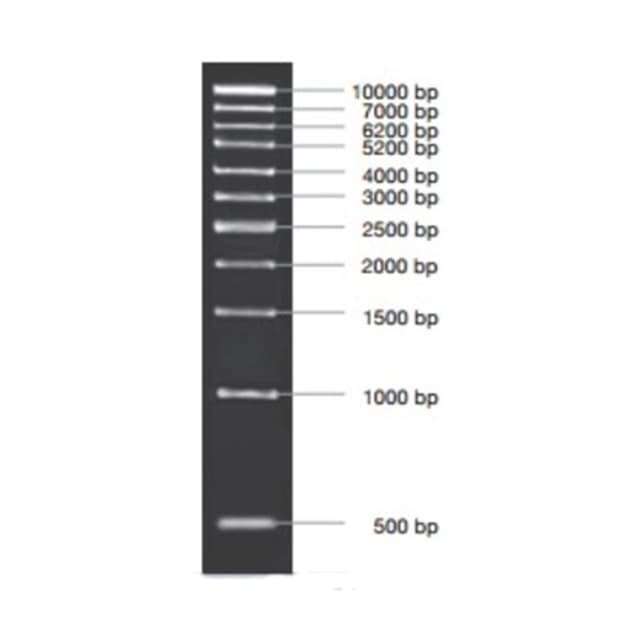 MARCADOR MOLECULAR PCR 1KB, 50ug