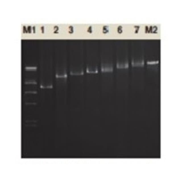 TAQ DNA POLIMERASA CHROMO MAX  1U/ul, 500U