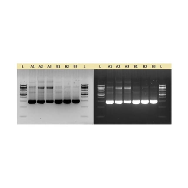 PFU DNA POLIMERASA(Pyrococcus Furiosus) 5U/ul, 500U