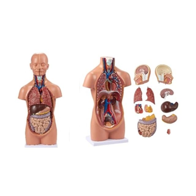 Torso humano de 50cm